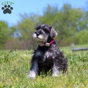 Layla, Miniature Schnauzer Puppy